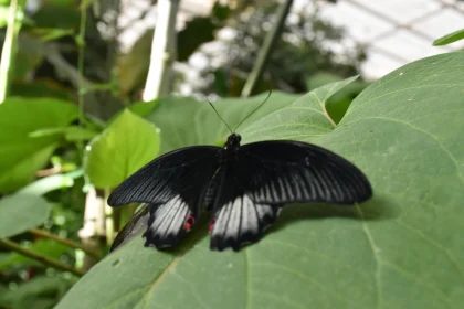 Tropical Black Butterfly