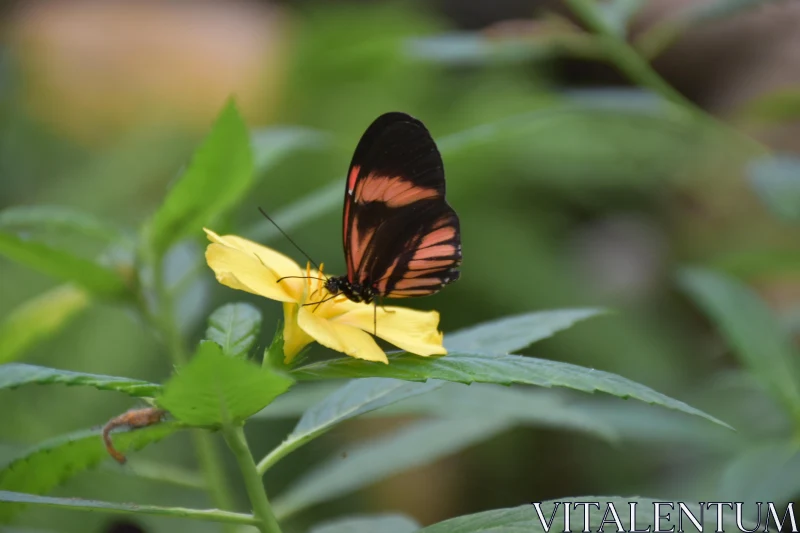 Butterfly on Yellow Blossom Free Stock Photo