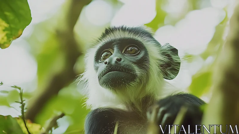 Detailed Close-Up of a Curious Colobus Monkey AI Image