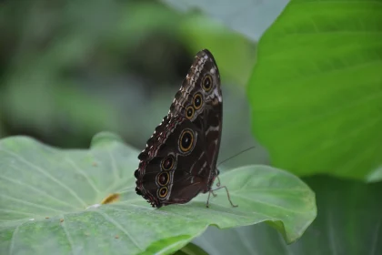 Elegant Butterfly on Green Foliage