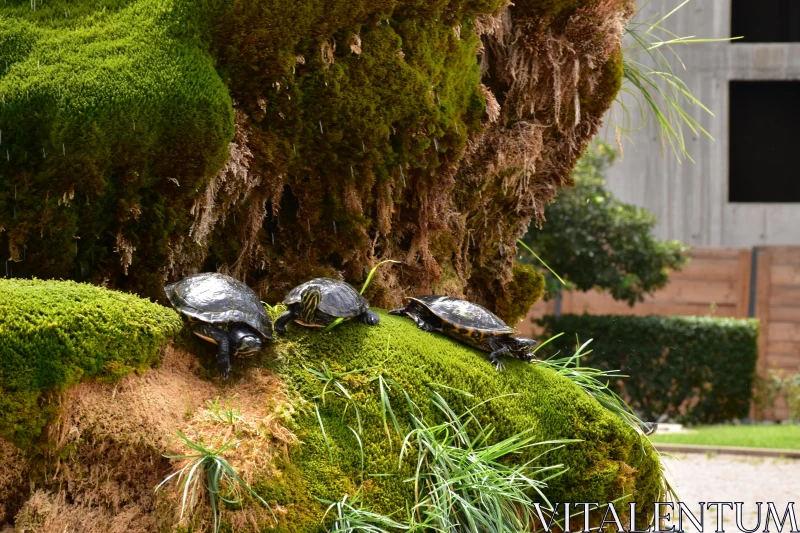 PHOTO Turtles on Mossy Terrain