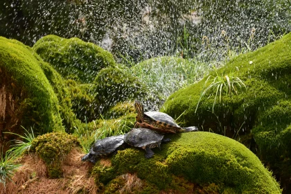 Peaceful Turtles on Moss