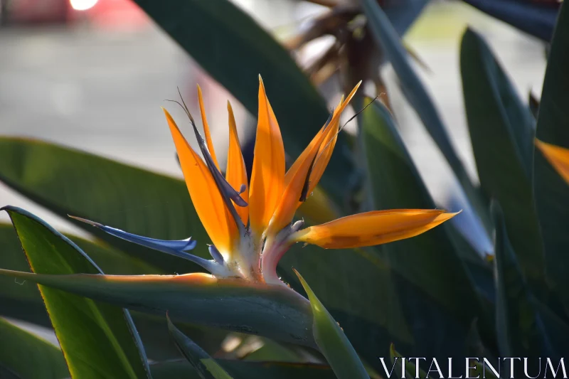 PHOTO Tropical Bird of Paradise Bloom