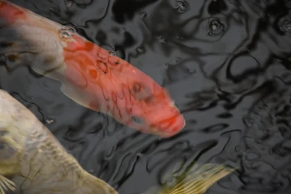 Graceful Koi Fish in Water