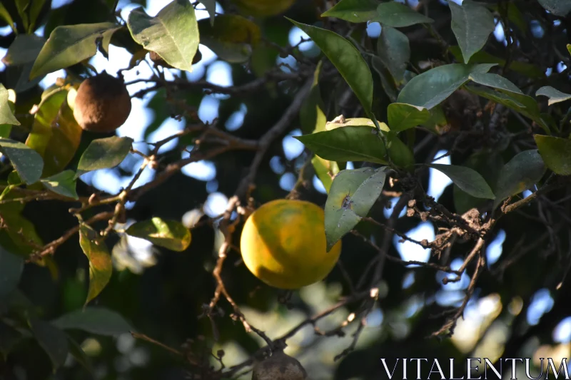 PHOTO Sunlit Citrus on Tree