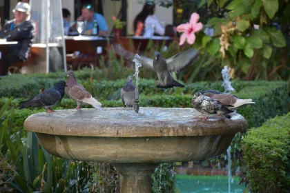 Garden Fountain with Pigeons