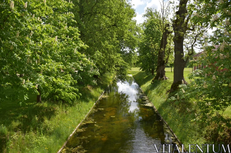 PHOTO Tranquil Stream with Verdant Trees