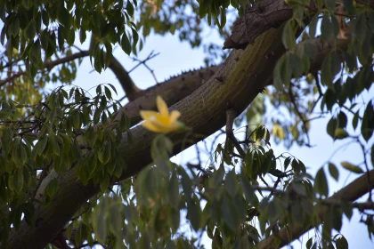 Lush Tree Branch and Yellow Flower