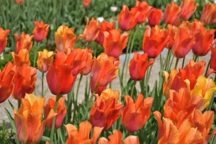 Radiant Tulip Blossoms