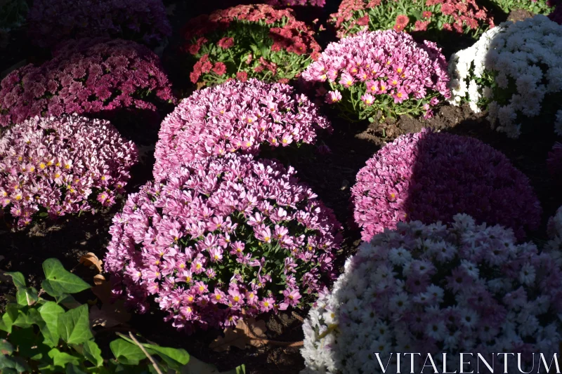 PHOTO Sunlit Chrysanthemum Blooms