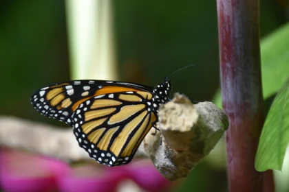 Detailed Butterfly Close-Up