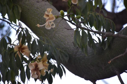 Elegance of Nature in Bloom