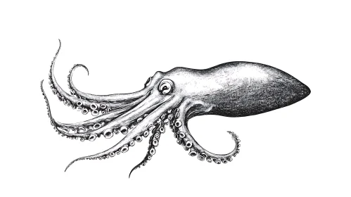 Detailed Octopus Art in Black and White