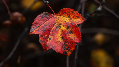 Colorful Autumn Leaf Macro Photography