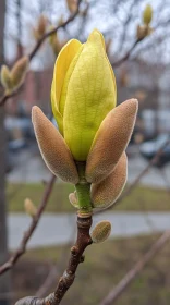 Yellow Magnolia Bud Close-Up