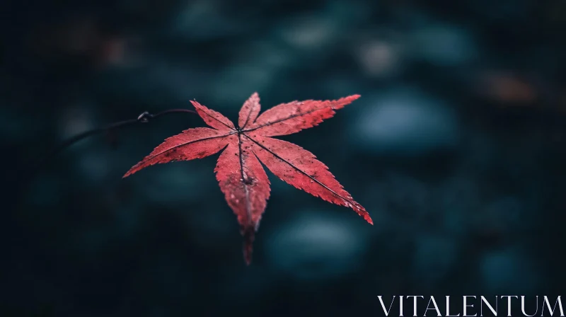 Detailed View of a Red Autumn Leaf AI Image