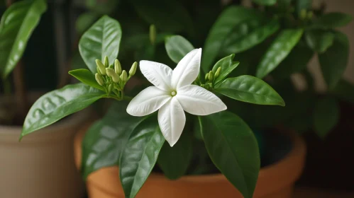 Indoor Potted Plant with White Blossom