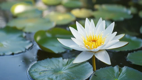 Elegant White Water Lily in Calm Waters