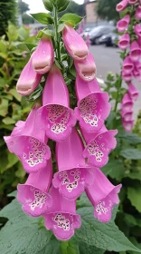 Detailed View of Foxglove Flowers