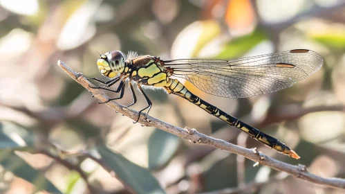 Detailed Macro Shot of a Dragonfly in Nature