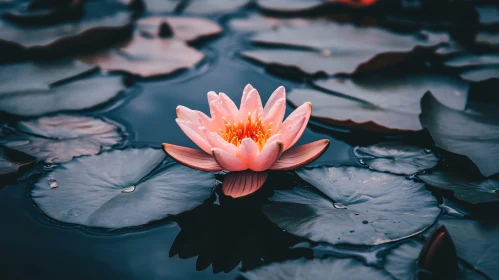 Serene Pink Water Lily and Lilypads