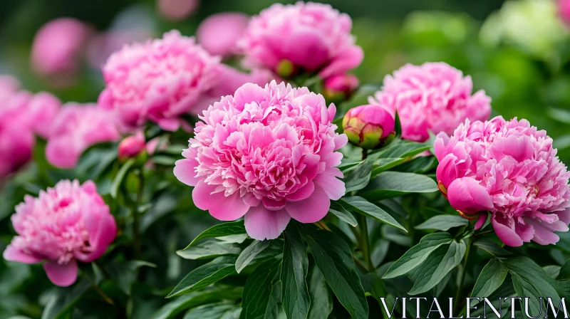 AI ART Lush Garden of Pink Peonies