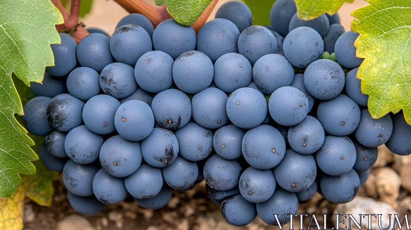 Cluster of Deep Purple Grapes on the Vine AI Image