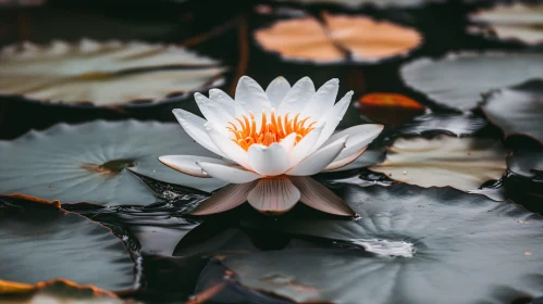 Tranquil Water Lily amid Lily Pads