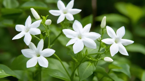 Pristine White Blossoms with Green Foliage