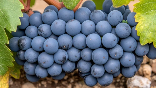 Cluster of Deep Purple Grapes on the Vine