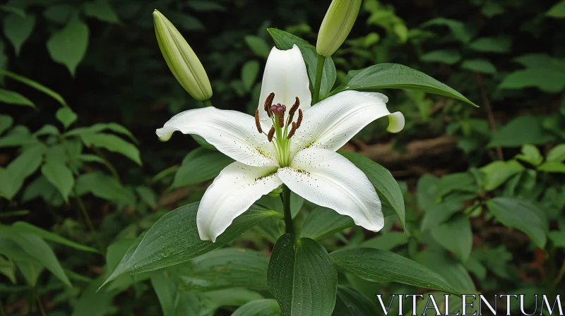 AI ART White Lily Flower in a Garden