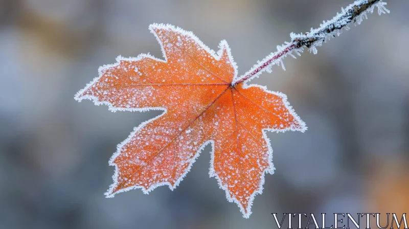 Frosted Orange Maple Leaf on a Winter Branch AI Image