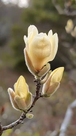 Yellow Buds Close-Up in Early Spring