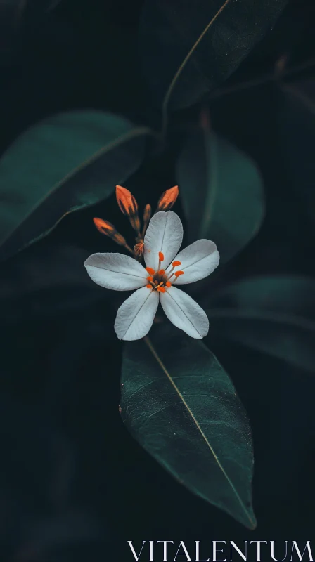 Delicate White Blossom Among Dark Green Leaves AI Image