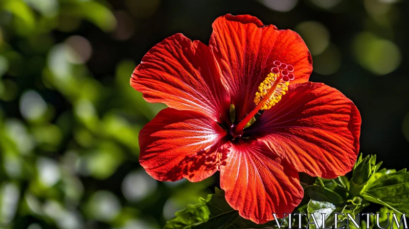 Beautiful Red Hibiscus Flower AI Image