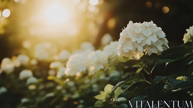 Hydrangea Blossoms Under Warm Sunlight AI Image