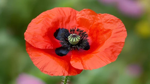 Vivid Red Poppy Flower