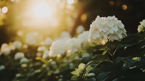 Hydrangea Blossoms Under Warm Sunlight