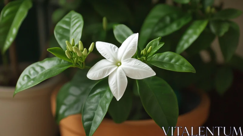 AI ART Indoor Potted Plant with White Blossom