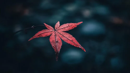 Detailed View of a Red Autumn Leaf