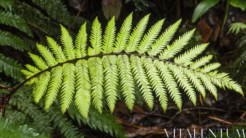 Bright Green Fern Leaf in Natural Setting AI Image