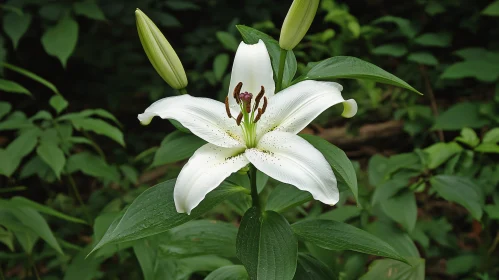 White Lily Flower in a Garden