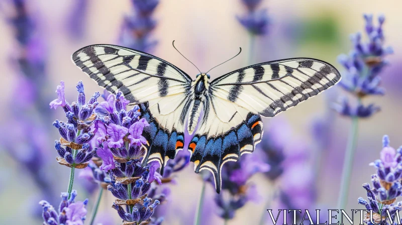 Butterfly Perched on Lavender Flowers