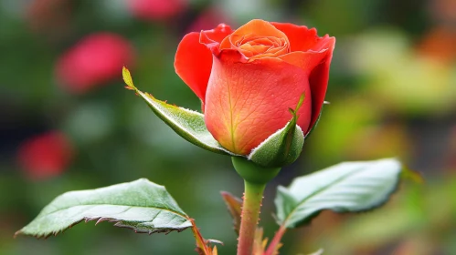 Orange Rose Bud with Green Leaves