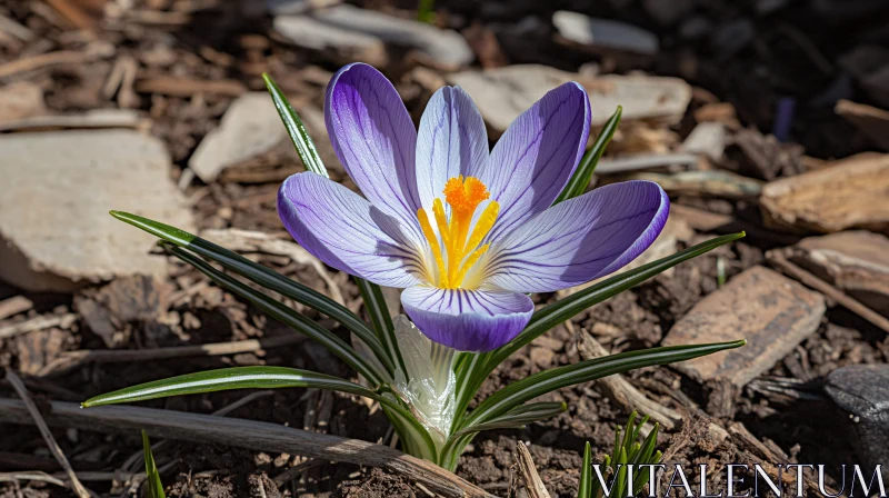 Gorgeous Violet Crocus Flower Blossoming AI Image