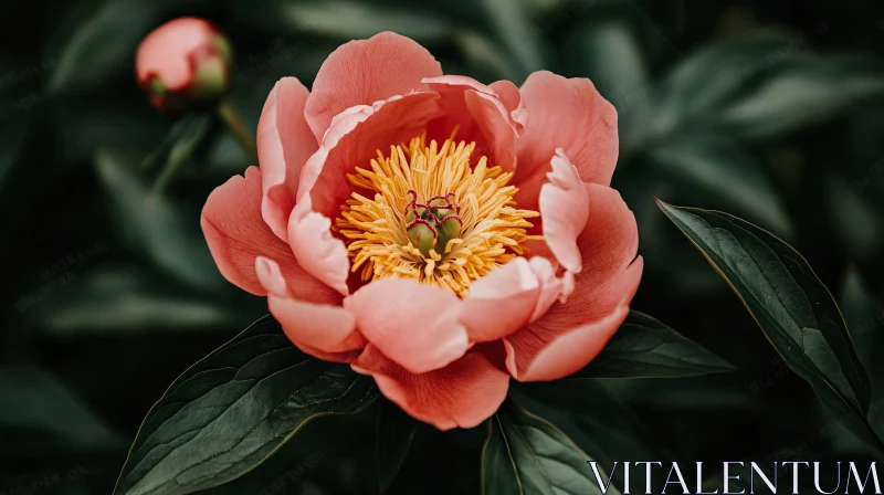 Vibrant Pink Peony Blossom AI Image