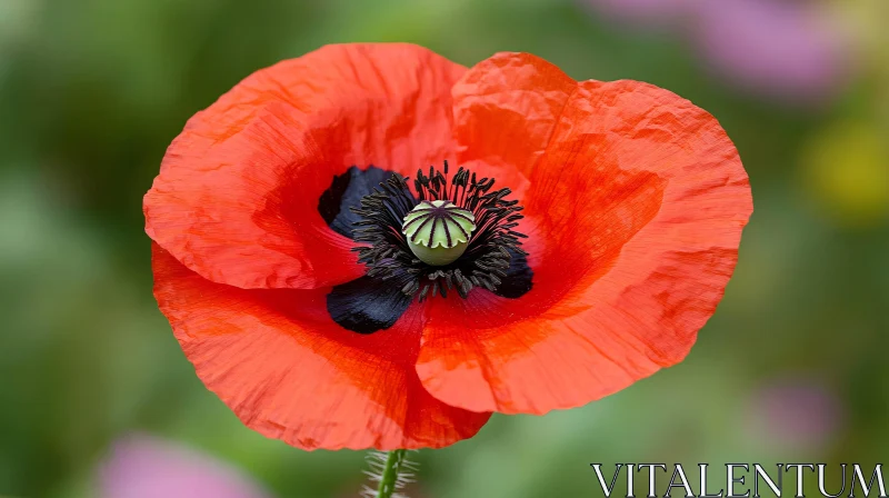 Vivid Red Poppy Flower