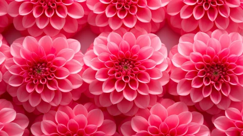 Pink Dahlia Flowers Close-Up Pink Dahlia Flowers Close-Up